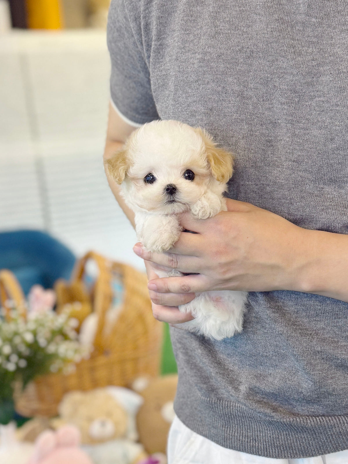 Maltipoo - Punch(Female)