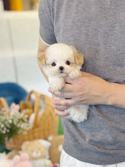 Maltipoo - Punch(Female)