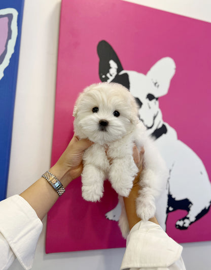 Coton de Tulear - Adam - Beautiful puppy teacup puppy with adorable features available for adoption from Velydog