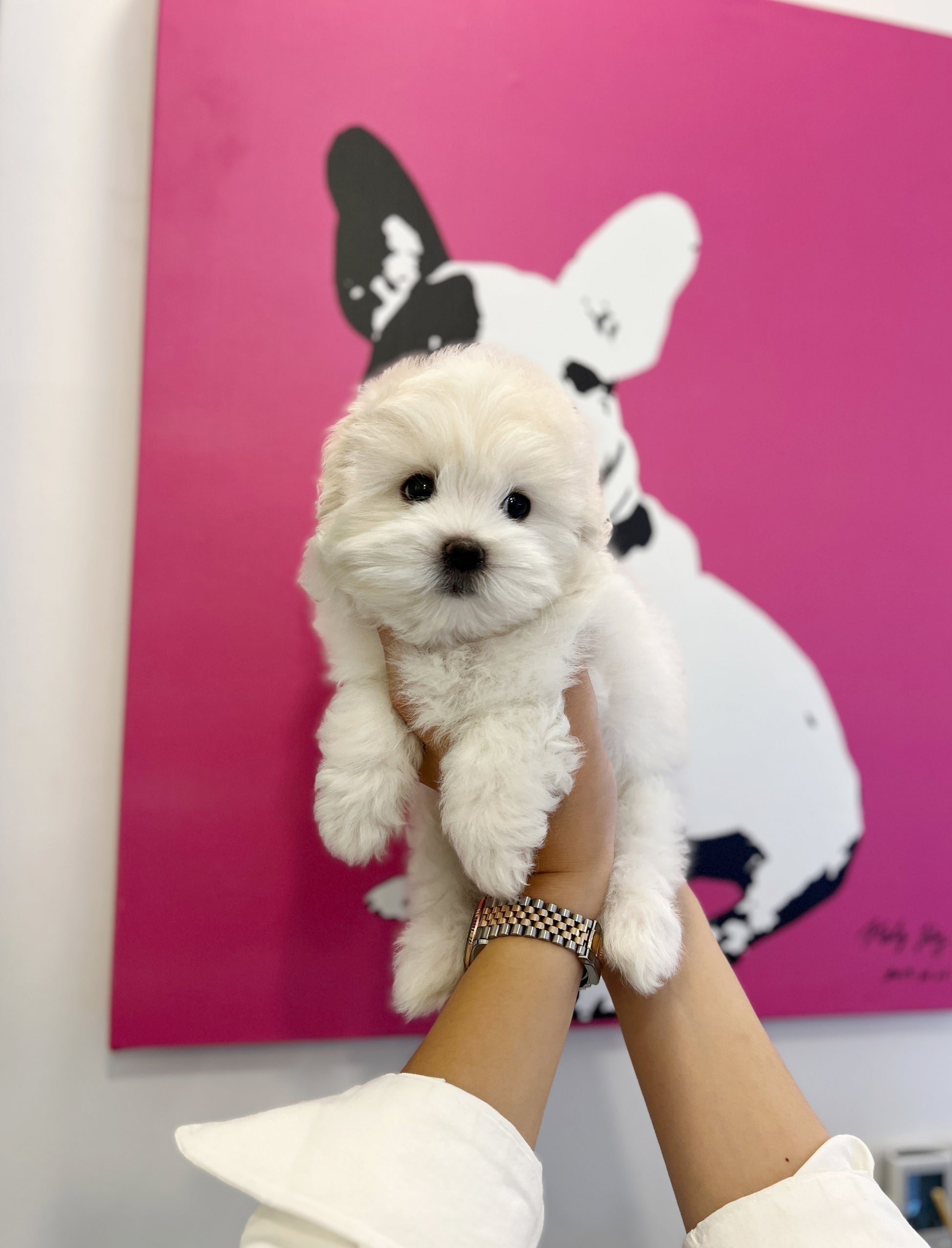 Coton de Tulear - Adam - Beautiful puppy teacup puppy with adorable features available for adoption from Velydog