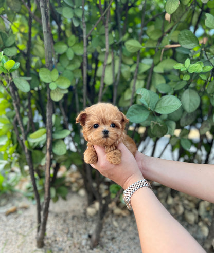 Maltipoo - Sarah(Female) - Beautiful puppy teacup puppy with adorable features available for adoption from Velydog