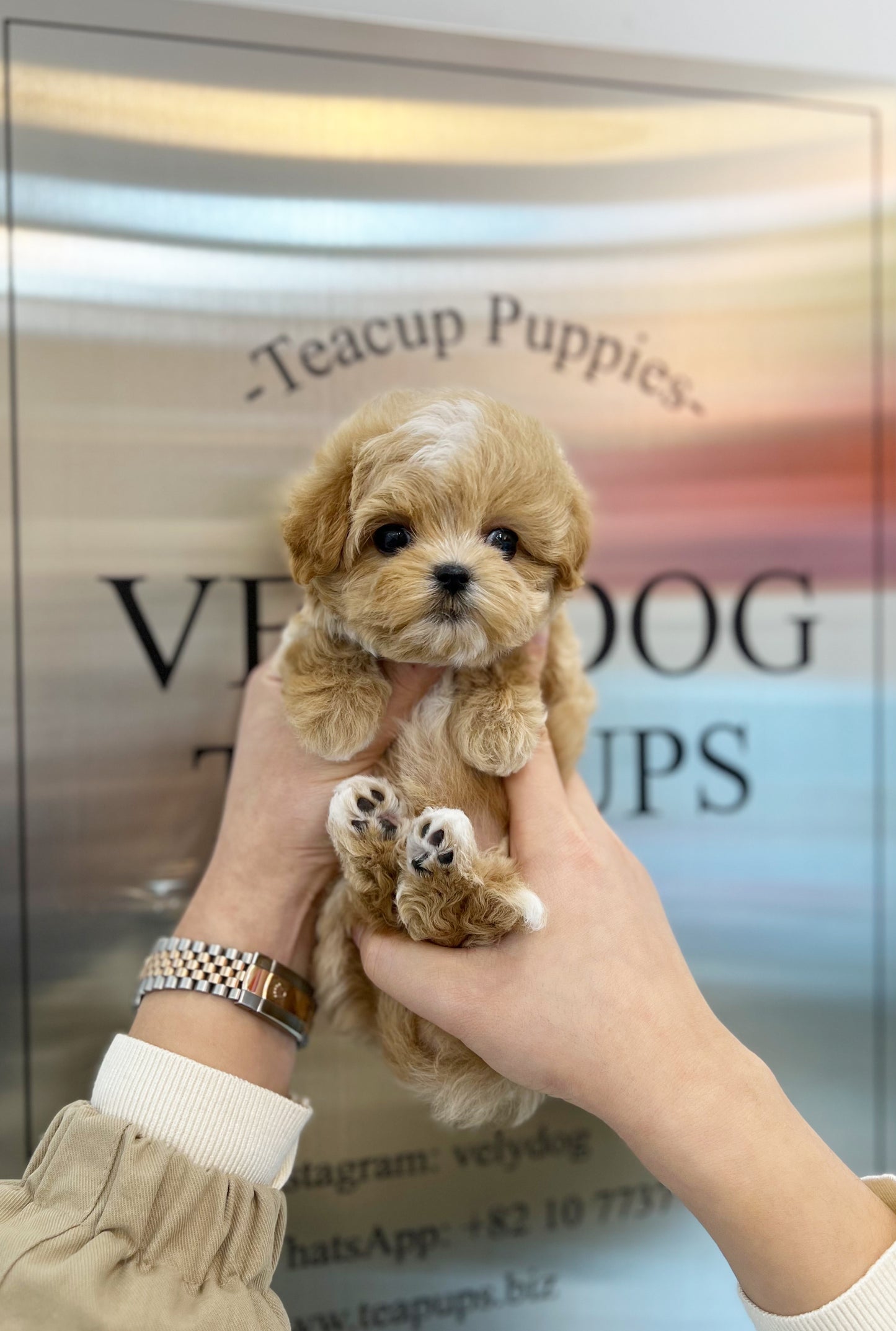 Maltipoo - Sona(Female) - Beautiful puppy teacup puppy with adorable features available for adoption from Velydog