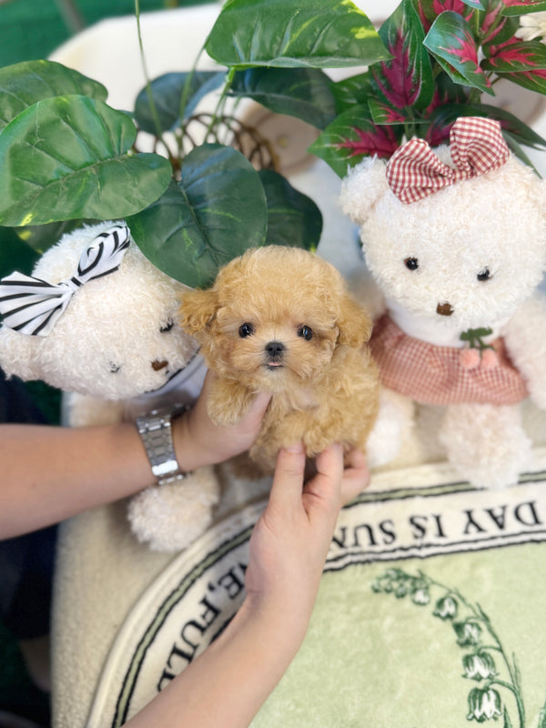 Poodle - Forky(Female)