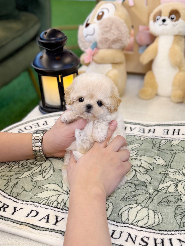 Maltipoo - Loha(Female)