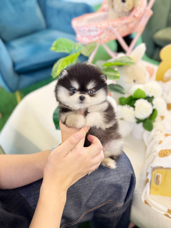 Pomsky - Dopa(Male)