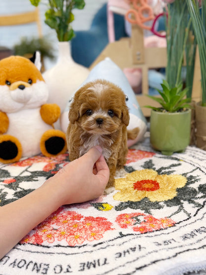 Maltipoo - Mocha(Male)
