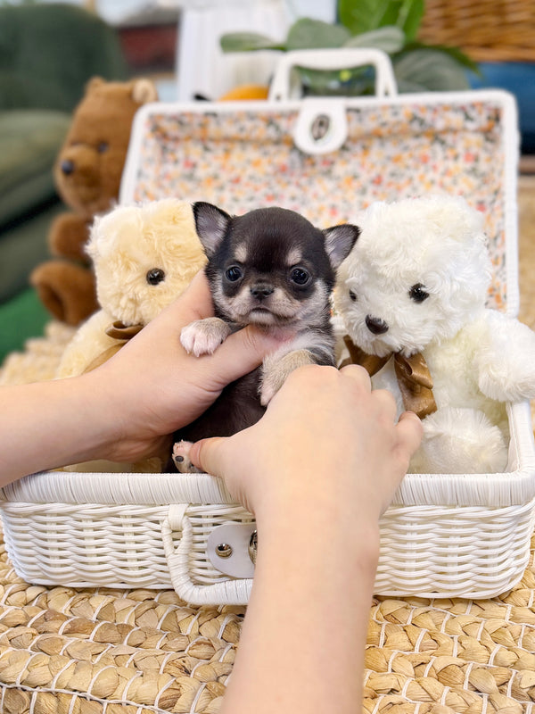 Chihuahua - Gizmo(Male)