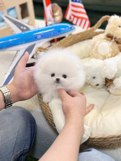 Pomeranian - Snowy(Male)