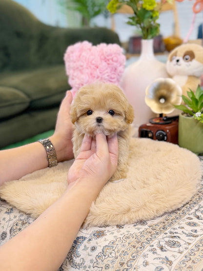 Maltipoo - Chopa(Male)
