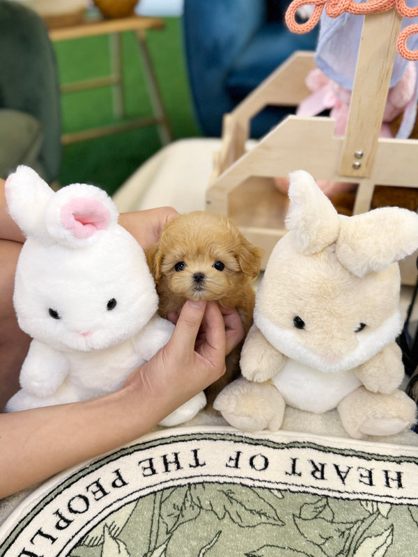 Maltipoo - Celine(Female)