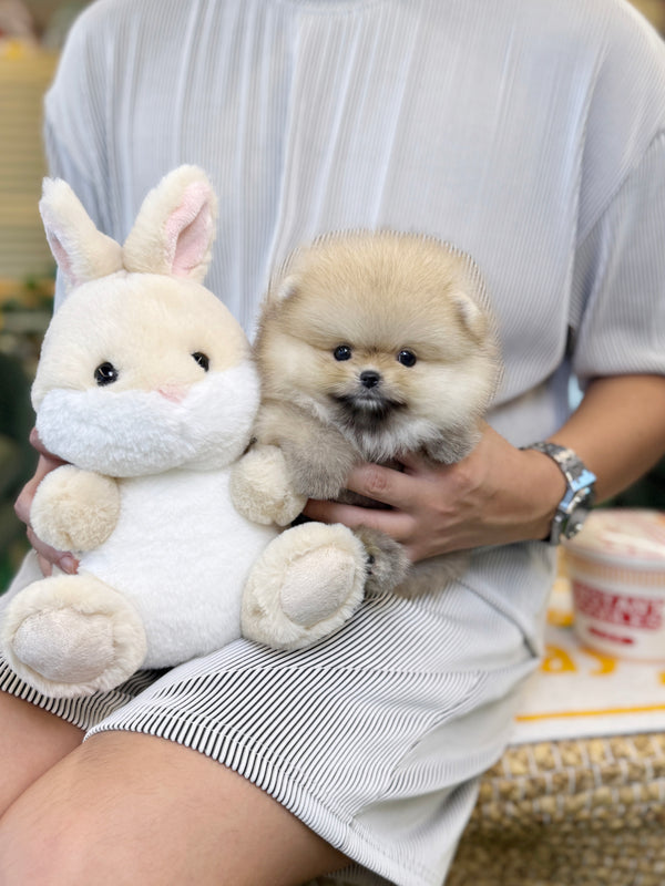 Pomeranian - Aya(Female)