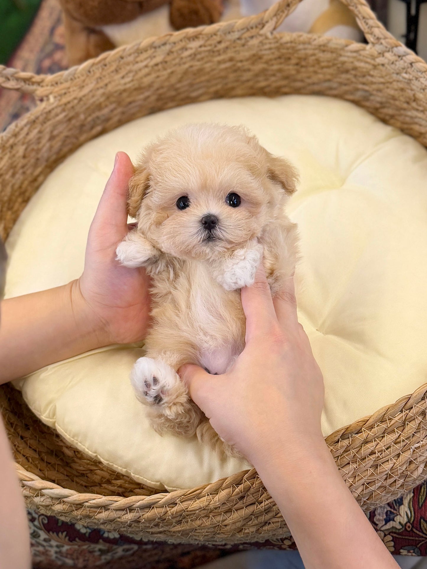 Maltipoo - Nacho(Female)