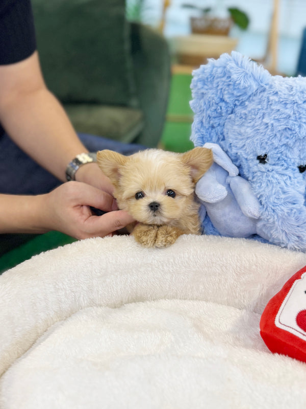 Maltipoo - Fancy(Female)