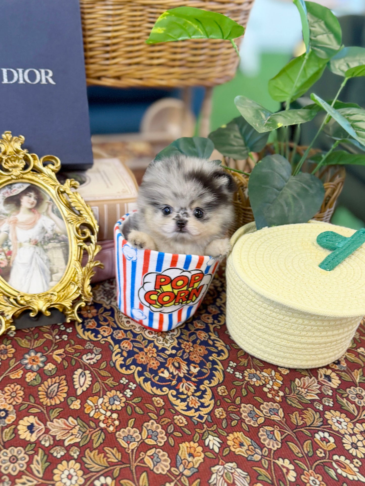 Pomeranian - Mango(Female)