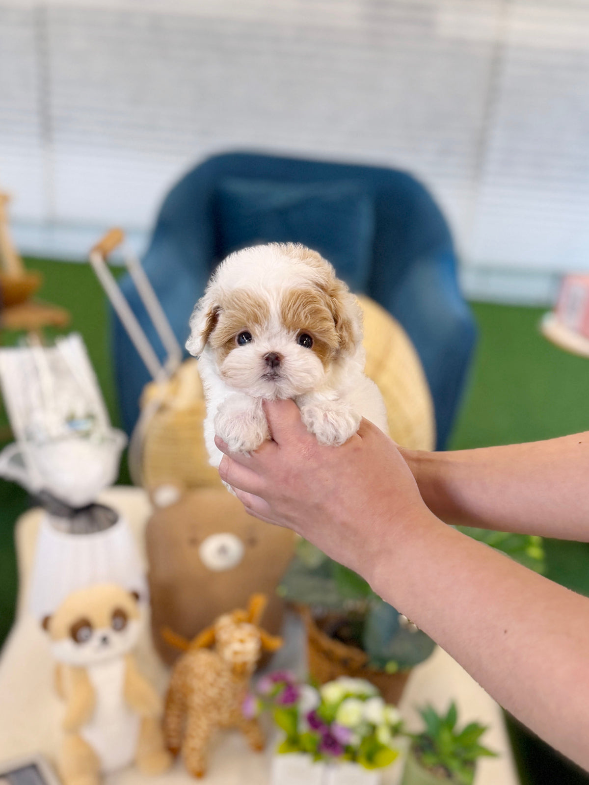Maltipoo - Twinky(Male)