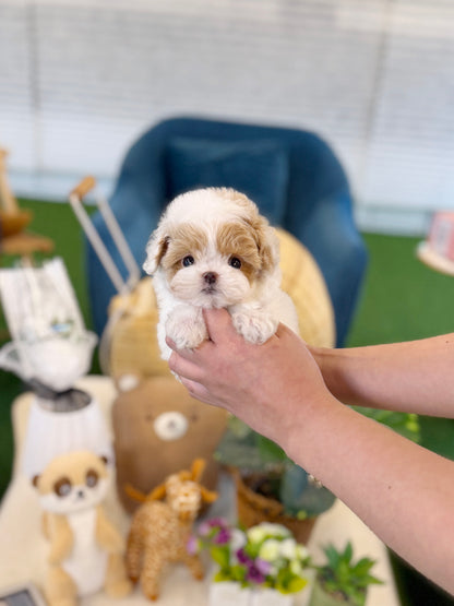 Maltipoo - Twinky(Male)