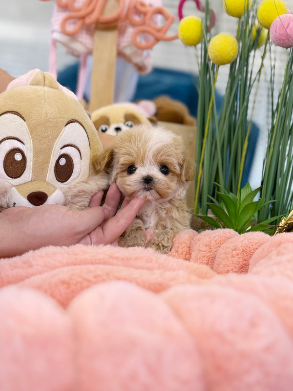 Maltipoo - Jojo(Male)