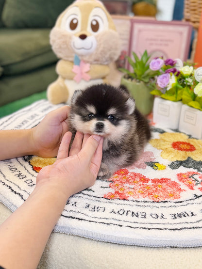 Pomsky - Henry(Male)