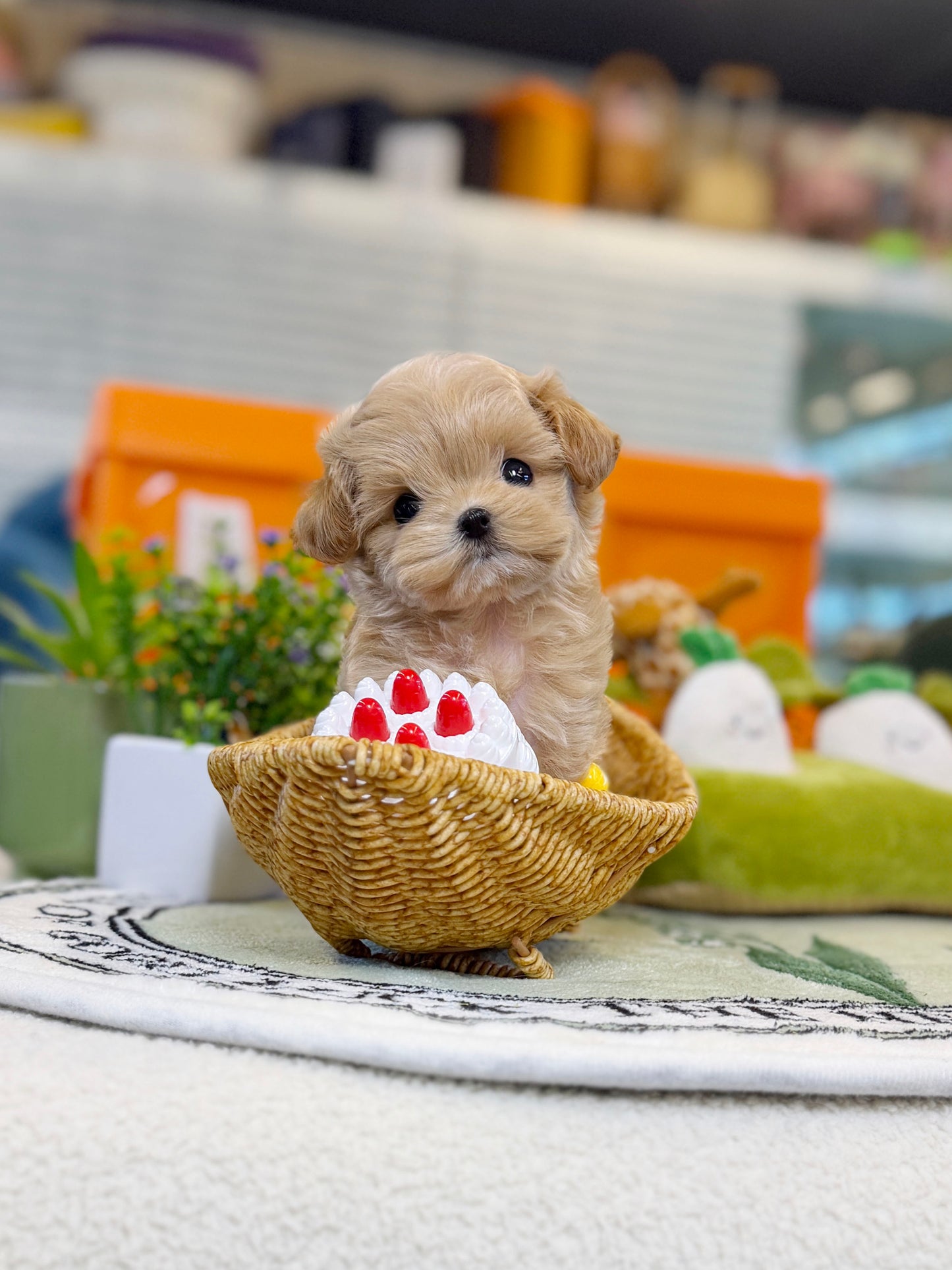 Maltipoo - Minami(Female)