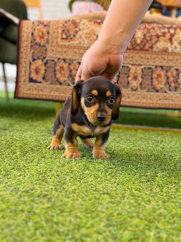 Dachshund - Daphne(Female)