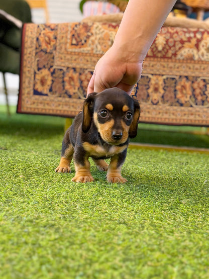 Dachshund - Daphne(Female)
