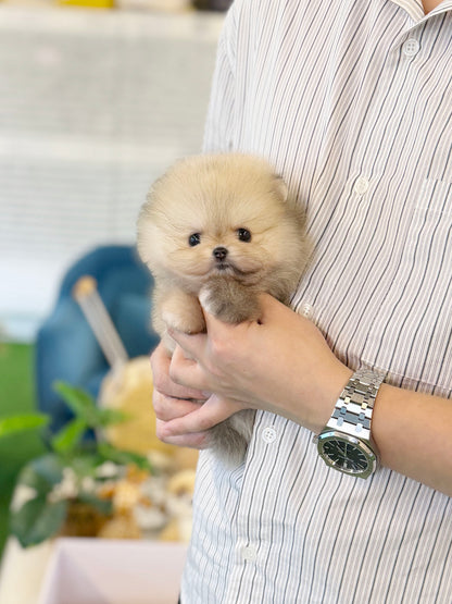Pomeranian - Bambi(Female)