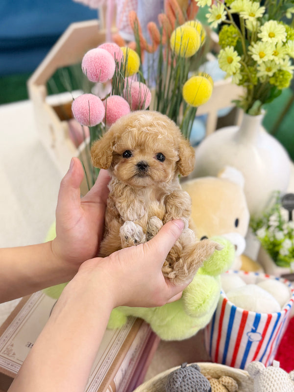 Maltipoo - Pokey(Female)