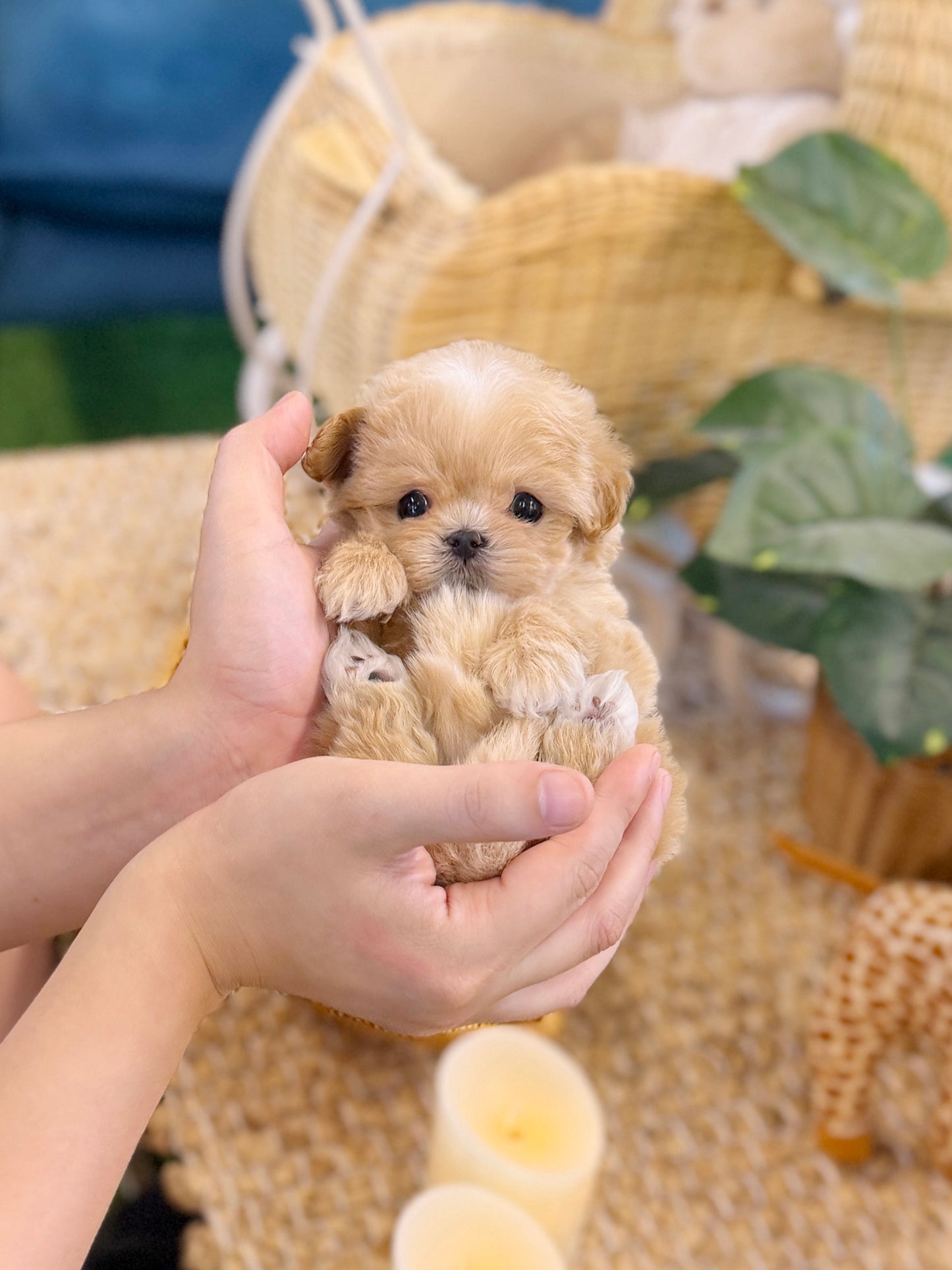 Maltipoo - Roma(Male)