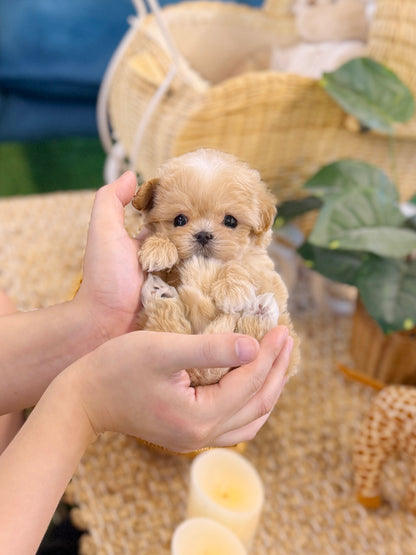 Maltipoo - Roma(Male)