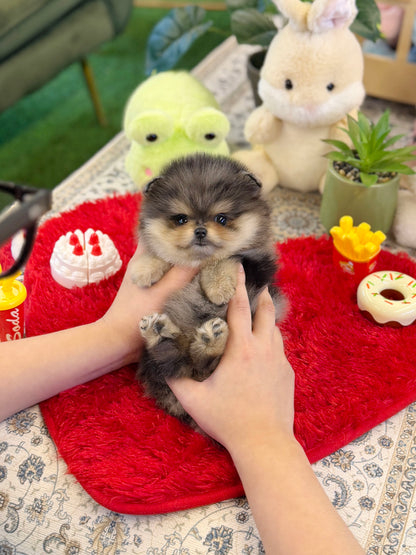 Pomeranian - Nami(Female)