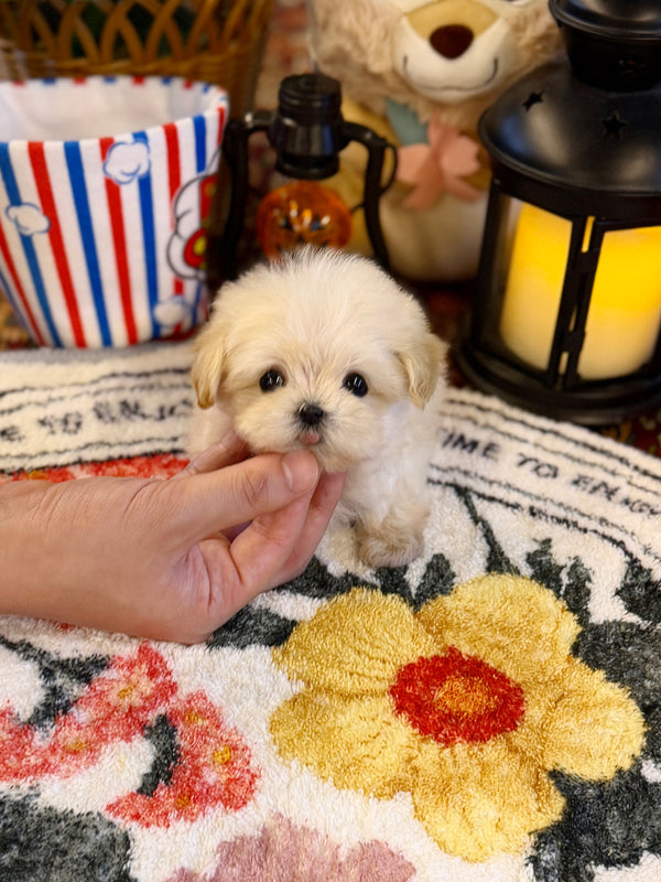 Maltipoo - Yoshi(Female)