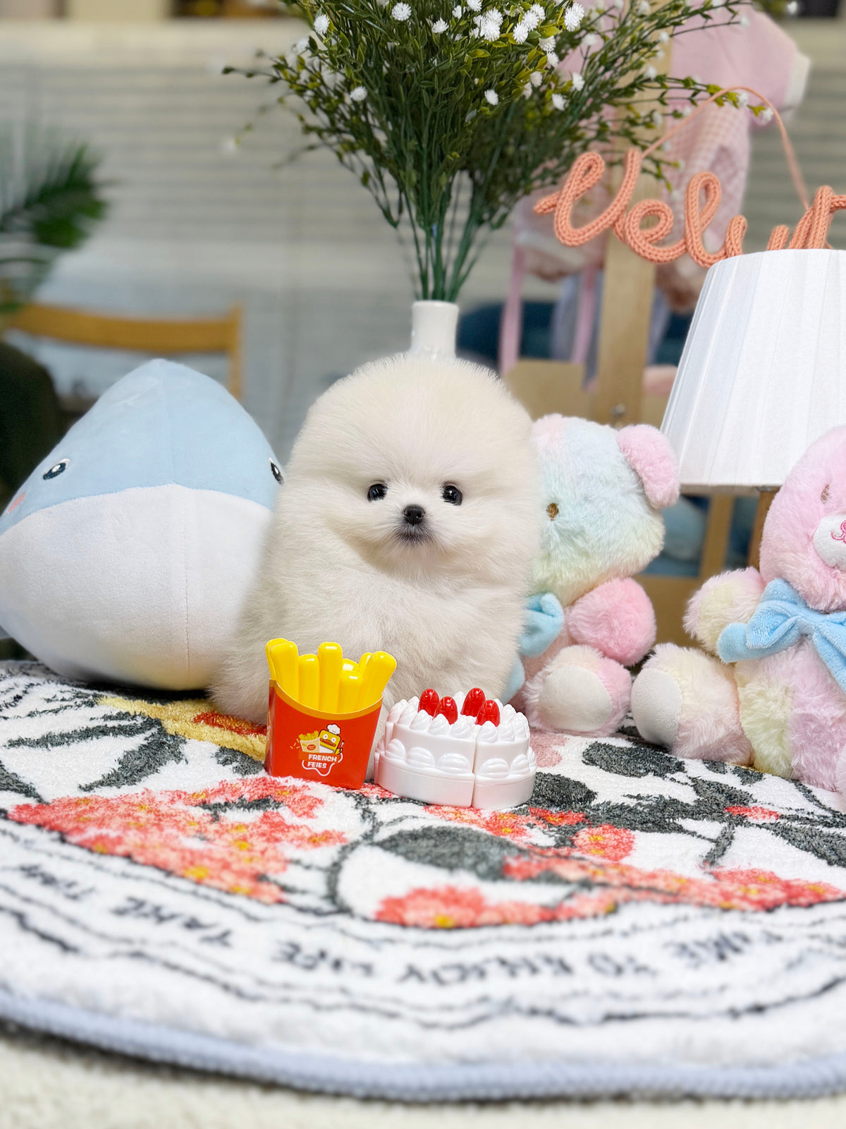 Pomeranian - Sunny(Male)