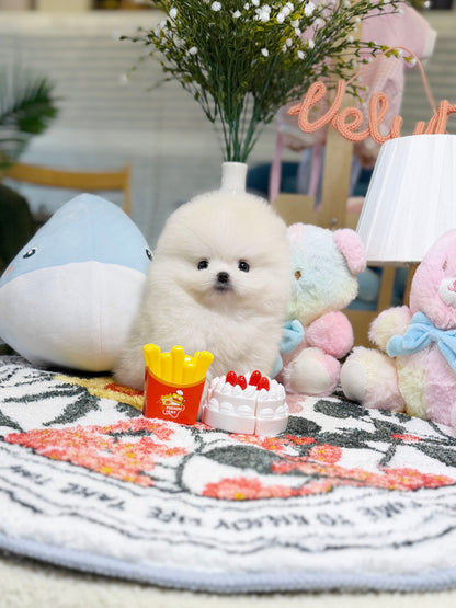 Pomeranian - Sunny(Male)