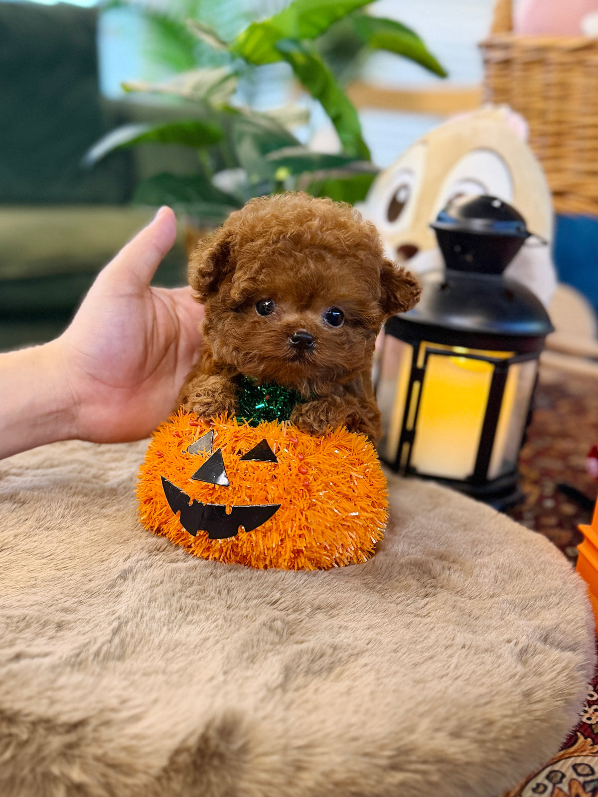 Poodle - Herry(Male)