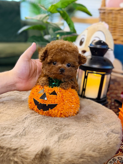Poodle - Herry(Male)