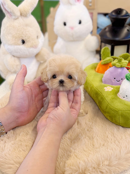 Maltipoo - Cinamon(Female)