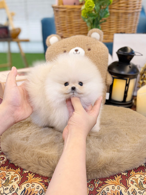 Pomeranian - Chico(Female)