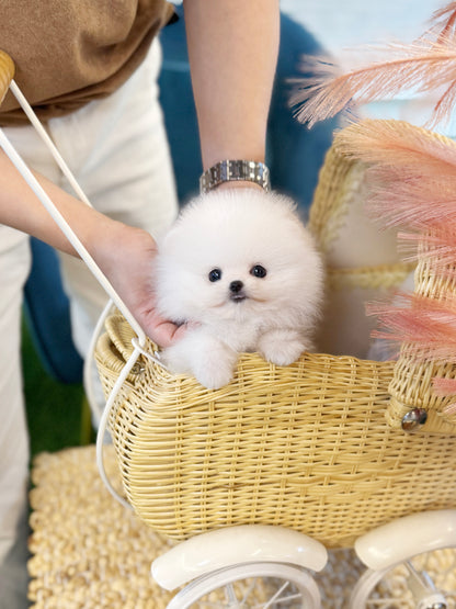 Pomeranian - Mario(Male)