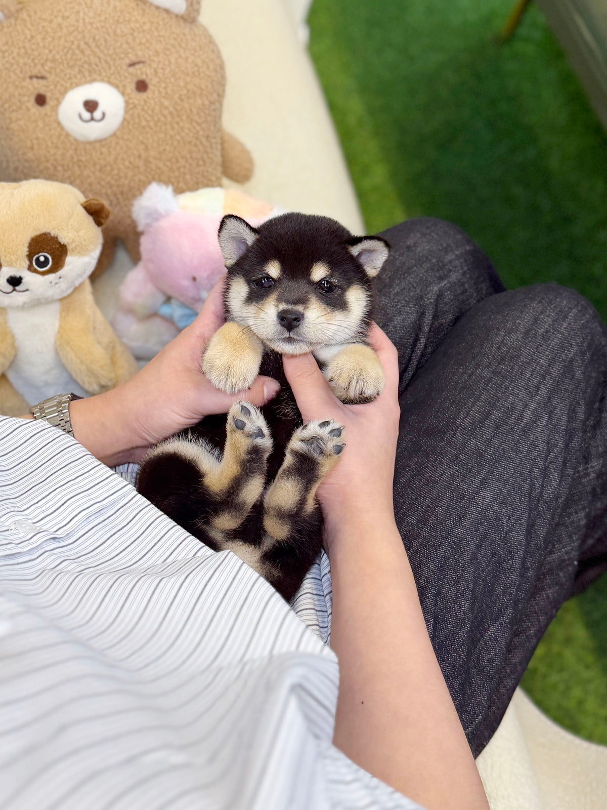 Shiba Inu - Hiro(Male)