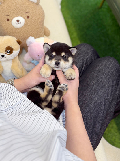 Shiba Inu - Hiro(Male)