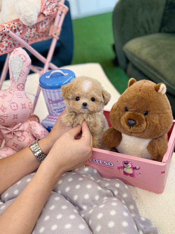 Maltipoo - Soyou(Female)
