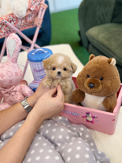 Maltipoo - Soyou(Female)