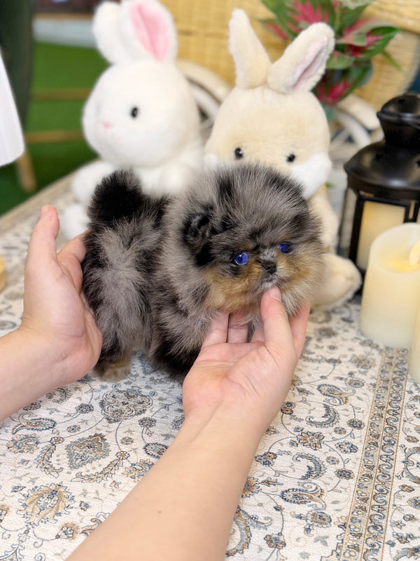 Pomeranian - Holly(Female)