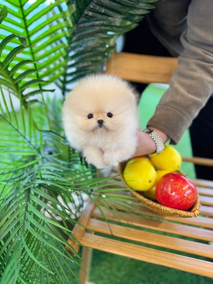Pomeranian - Coconut(Female)