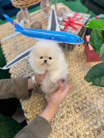 Pomeranian - Coconut(Female)