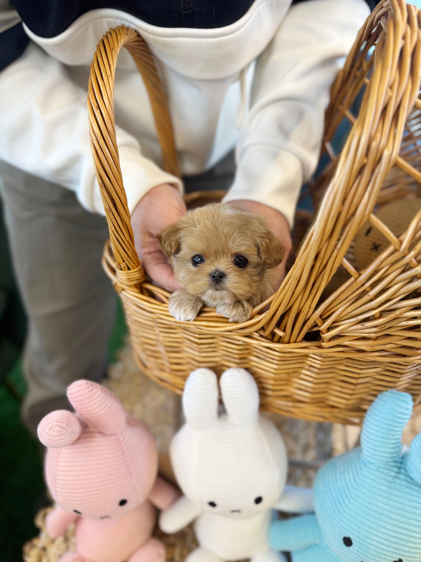 Maltipoo - Camo(Female)