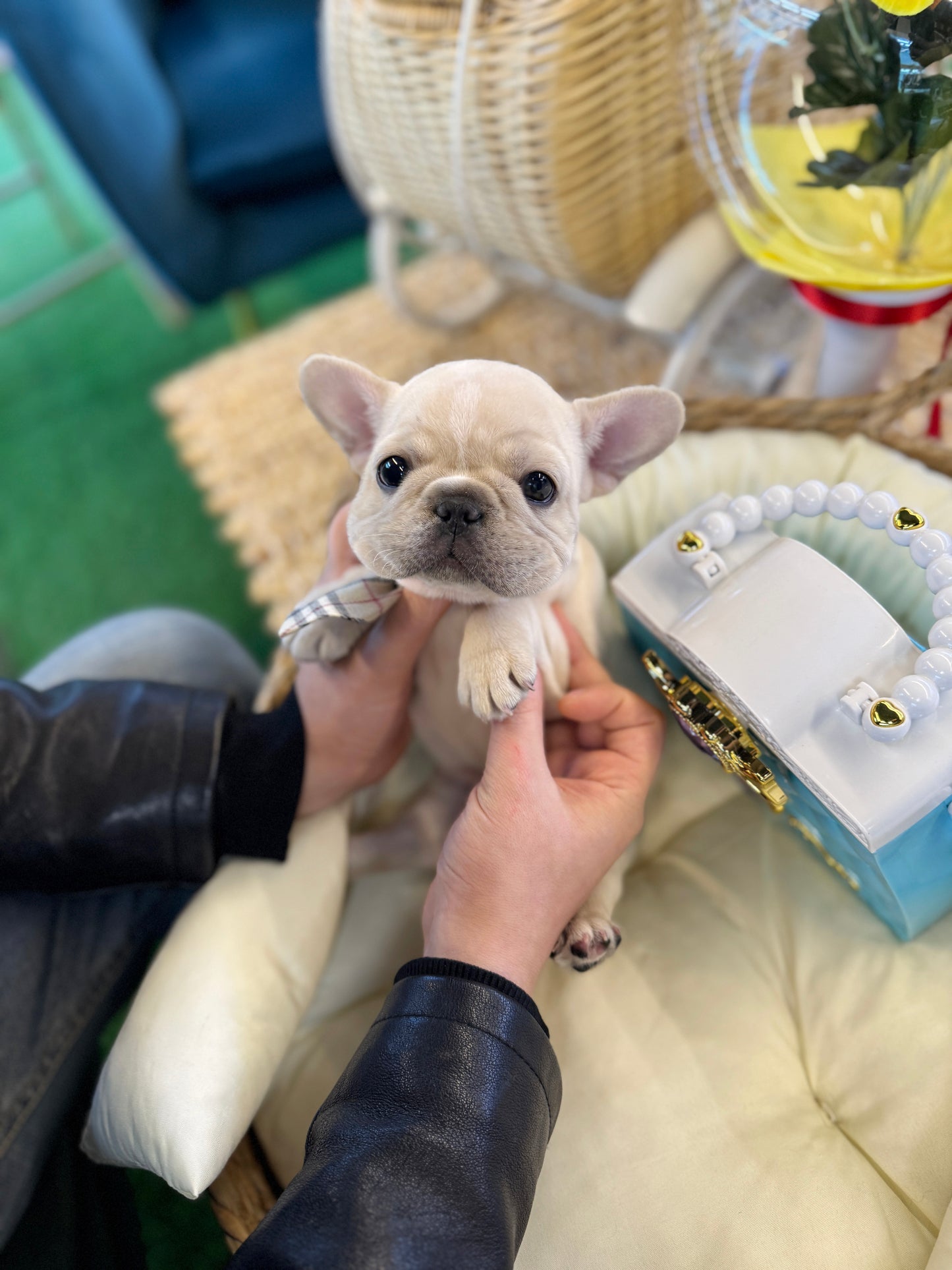 French Bulldog - Yuri(Female)