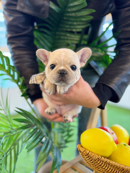 French Bulldog - Yuri(Female)