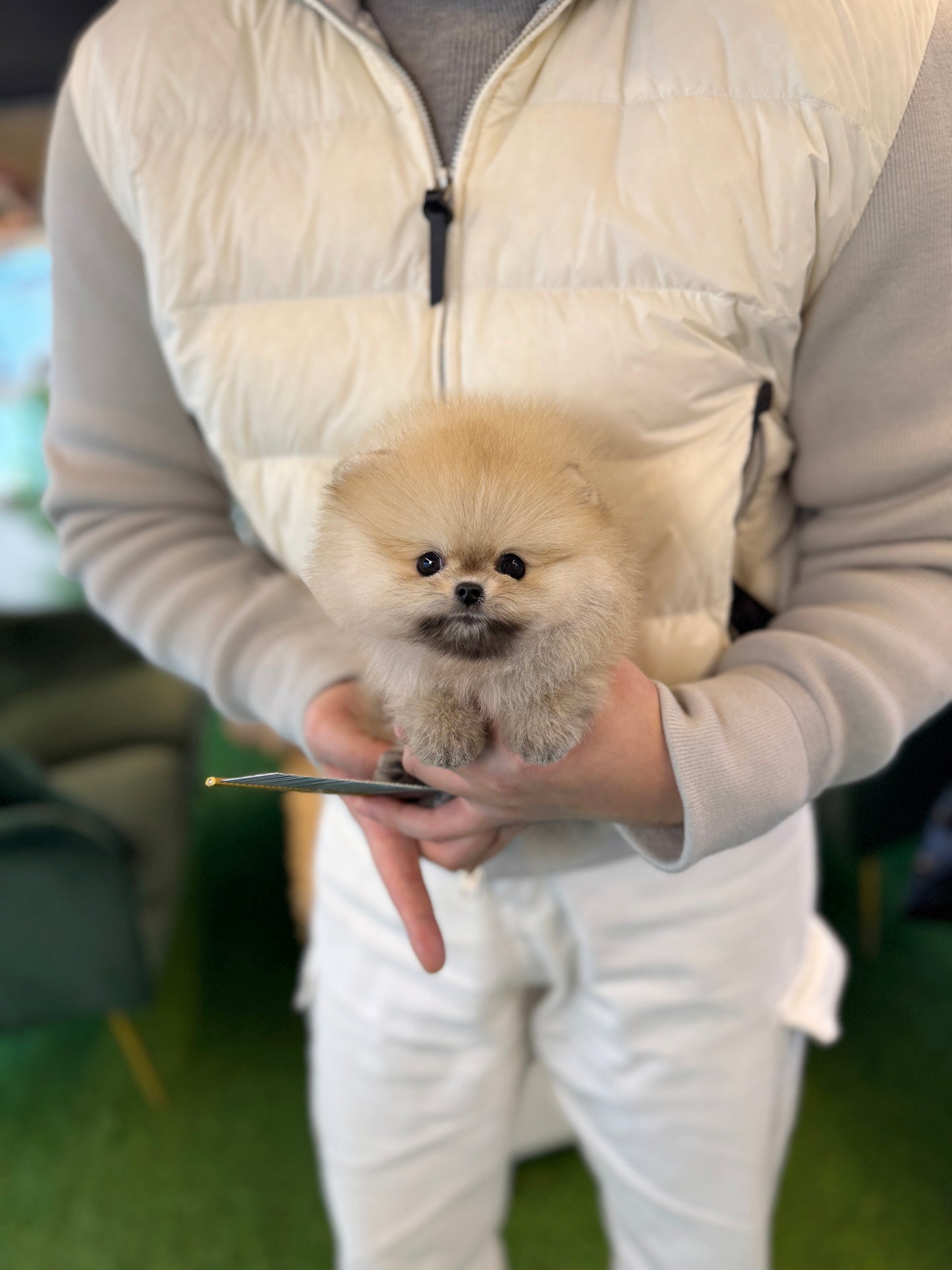 Sabie Pomeranian - Loui(Female)