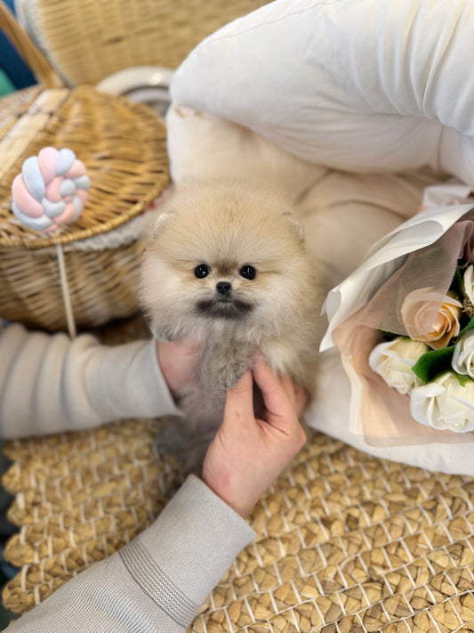 Sabie Pomeranian - Loui(Female)